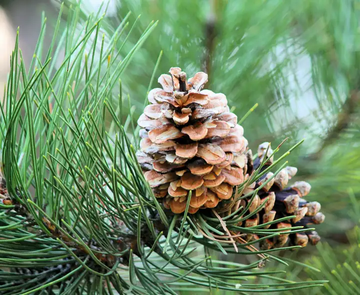 Pine needles and pine cones